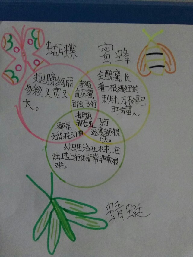 蜻蜓,蝴蝶,蜜蜂 ——三环维恩图 所属课程:  百万阅读俱乐部之读科学